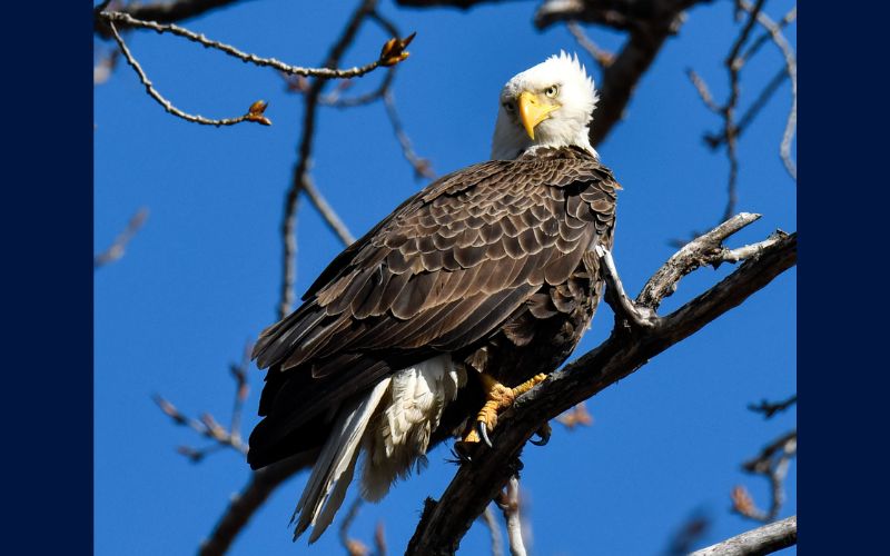 Now is an Excellent Time to Watch for Bald Eagles