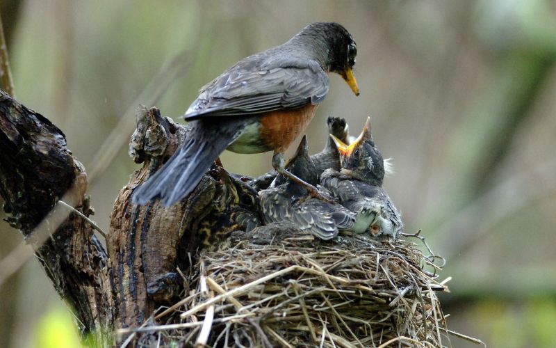 Keep Young Wildlife Wild This Spring