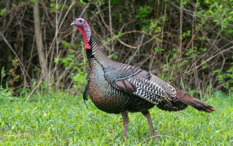 Ohio’s Wild Turkey Hunting Season Results Through Sunday, May 5