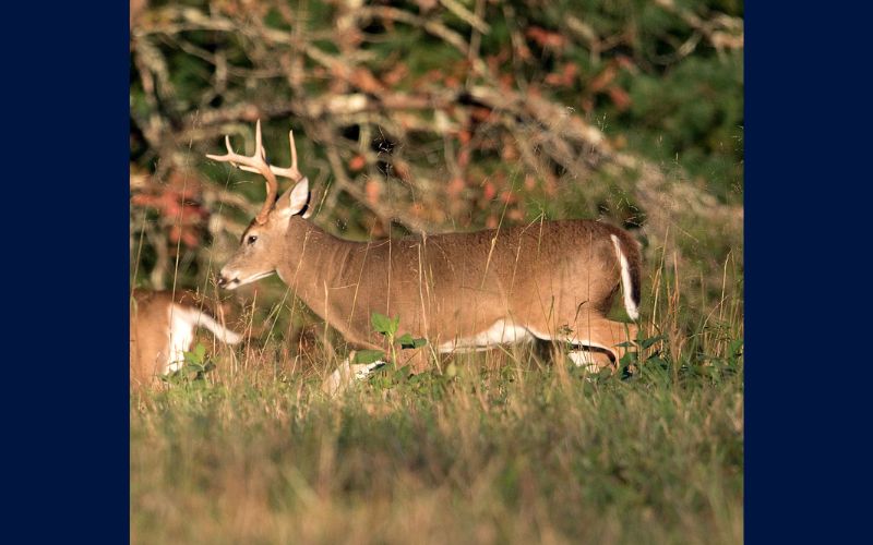 Ohio Hunters Harvest nearly 27,000 Deer on Opening Day of Gun Season
