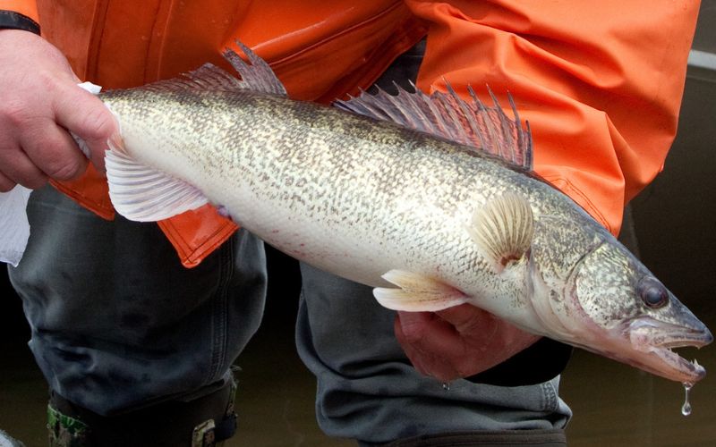 Ohio Wildlife Council Approves New Saugeye Fishing Regulations