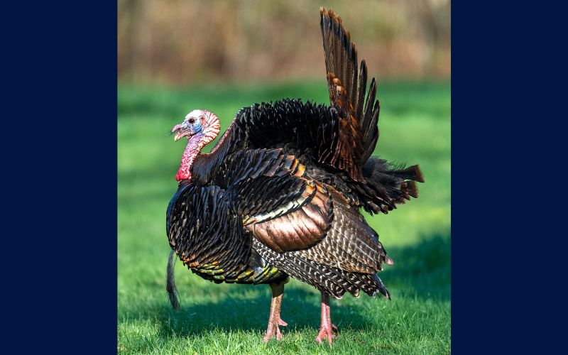 Ohio’s wild turkey hunting season results through May 4