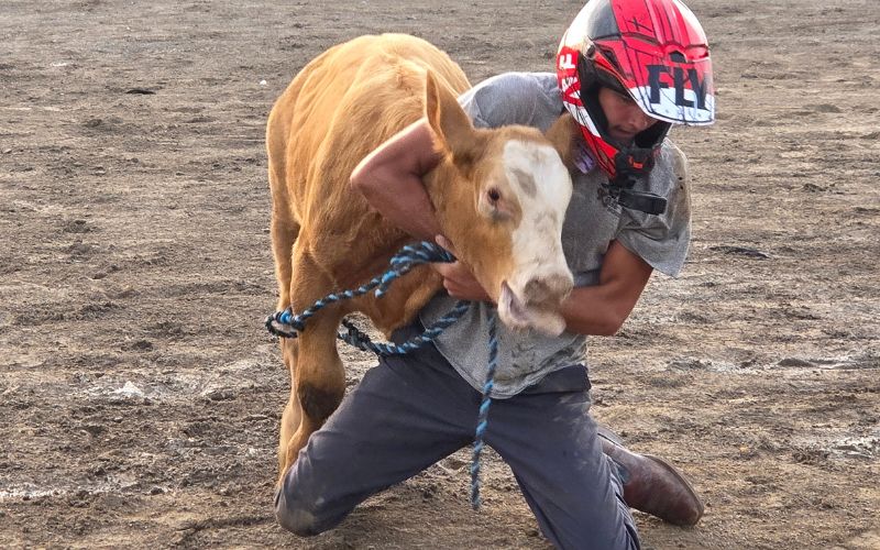 Excitement runs wild at Logan County Fair Livestock Scramble