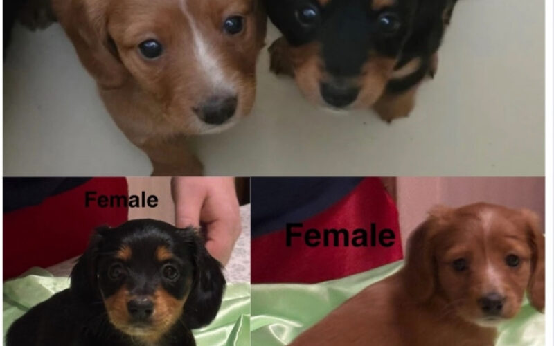 Miniature Long Haired Dachshunds