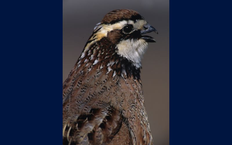 ODNR offers $9 Million to restore grassland habitat in Ohio