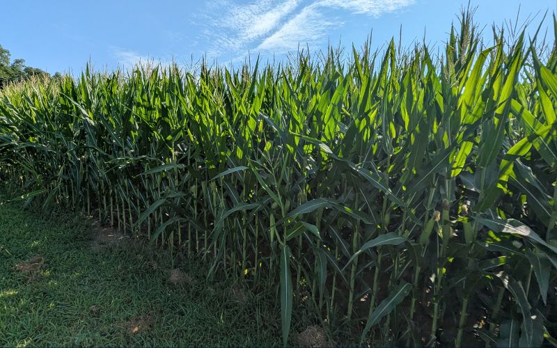 Logan County fields on track for strong yields