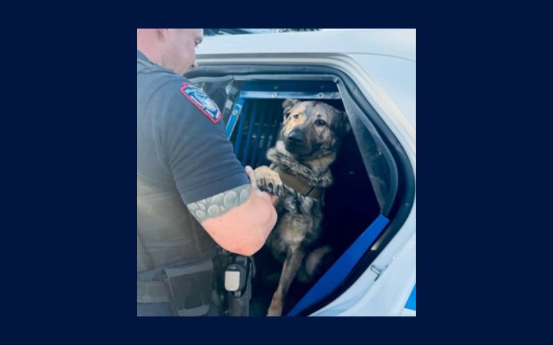 Fist bump & felonies: K9 Pyro sniffs out drugs and gun