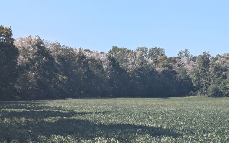 Webworms appear in Logan County