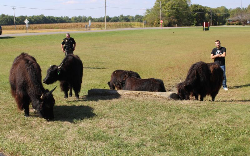 Rogue yaks turn school into unexpected zoo