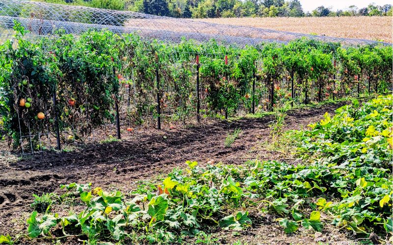 Logan County Jail celebrates garden harvest