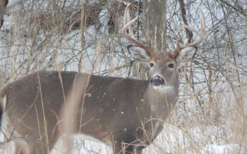 Ohio’s 2025 week long deer gun hunting season results