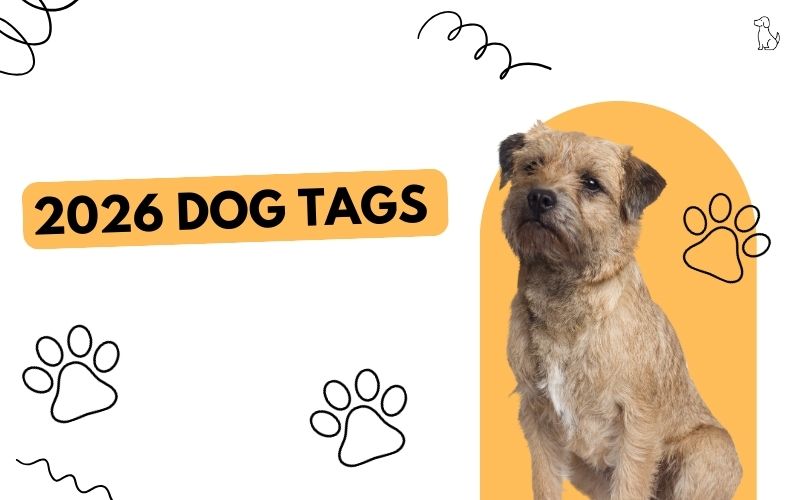 Auditor reminds dog owners: Keep your pets safe and licensed