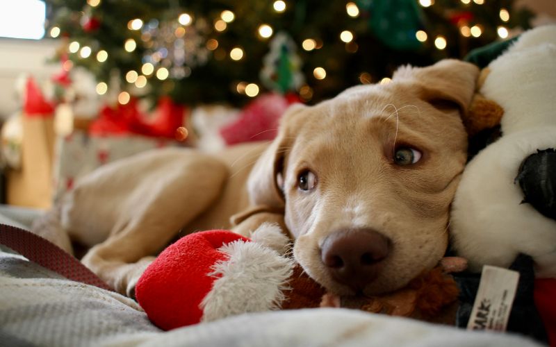 How to keep your pets safe during the holidays